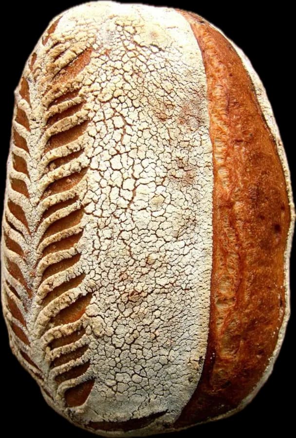A scored country sourdough loaf with a wheat-ear pattern and a floured crust