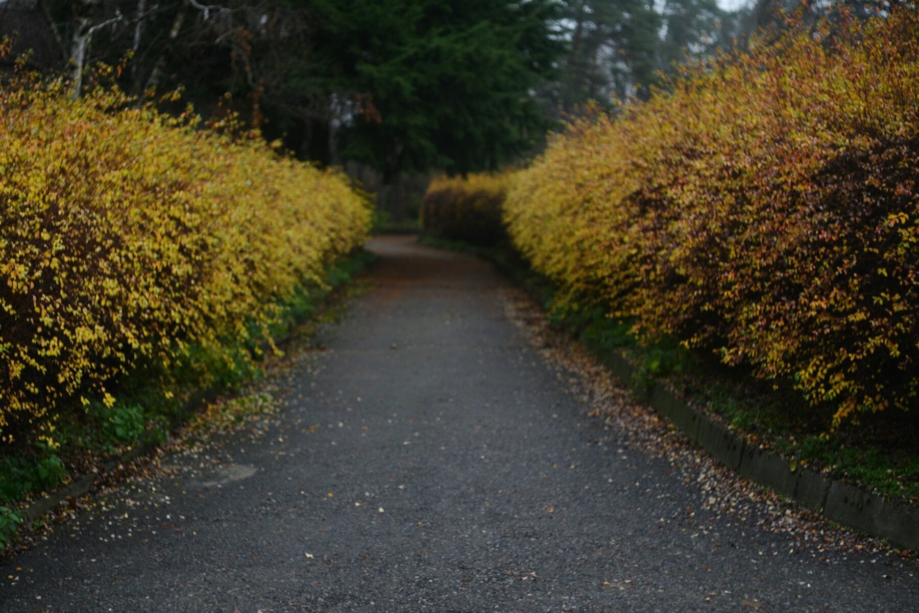 A path curving between two long hedges turned gold and amber in autumn