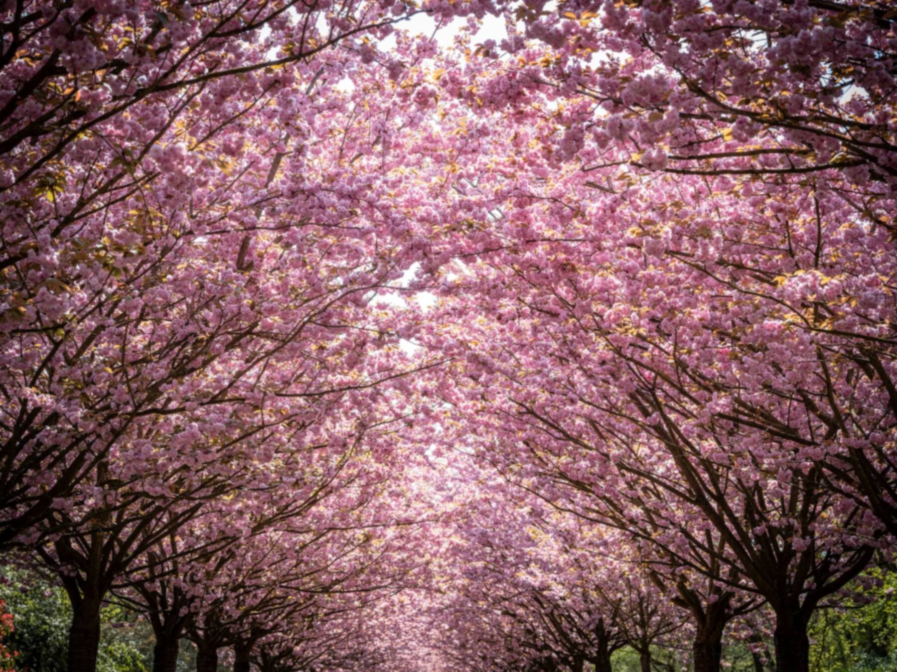 A long avenue of cherry trees in full pink blossom over a garden walk
