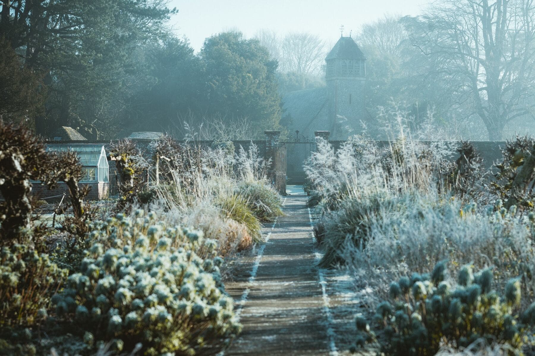 A walled garden on a frosty morning, silvered grasses either side of a narrow stone path