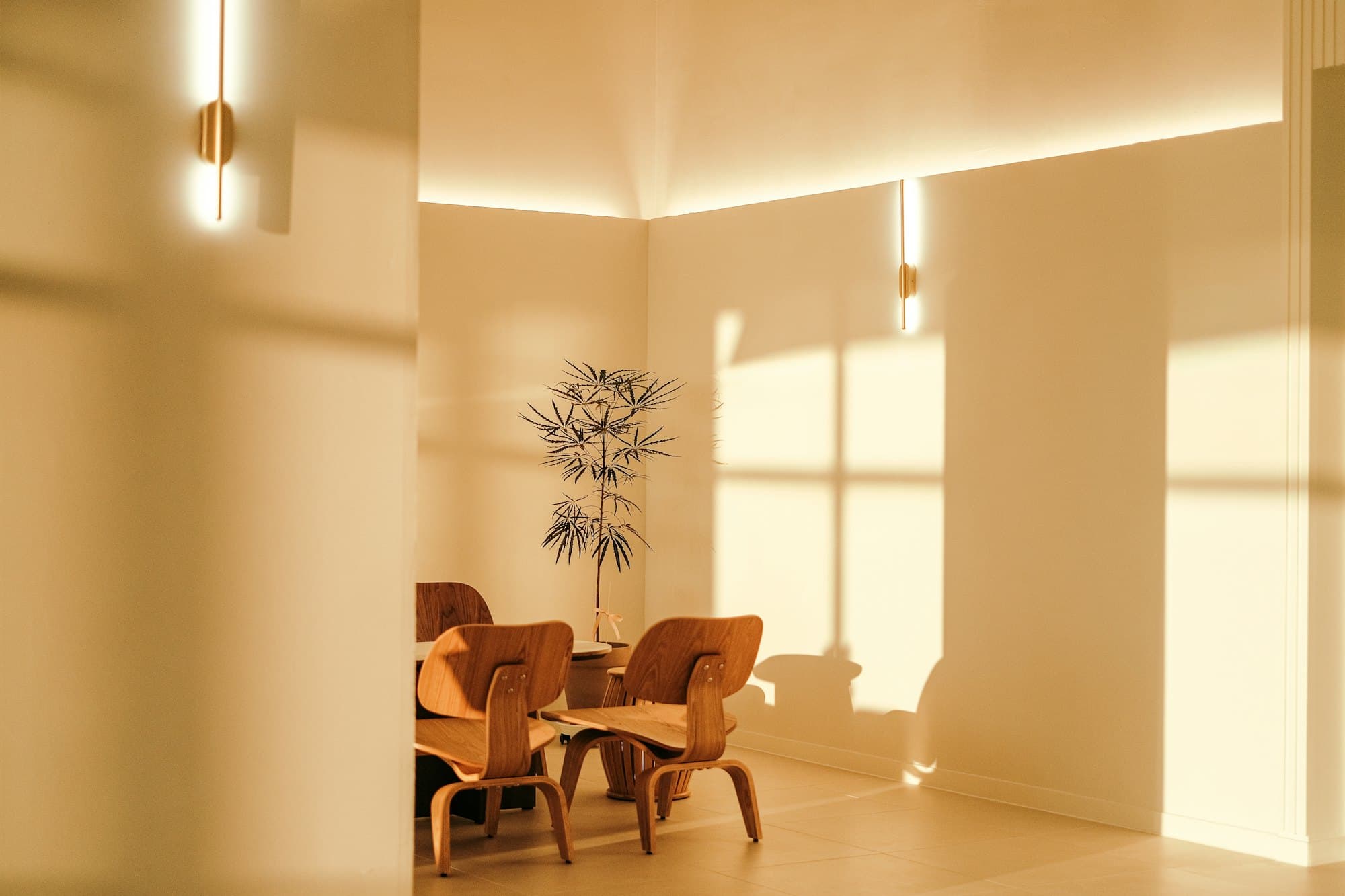 A dining room washed in low golden sunlight, with moulded plywood chairs and a small tree in the corner