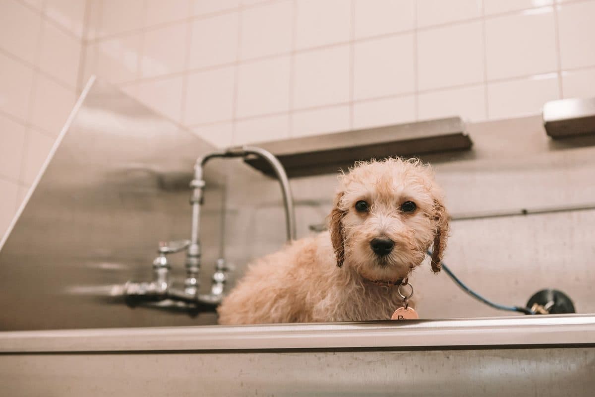 A damp cavapoo puppy standing in a stainless-steel grooming bath