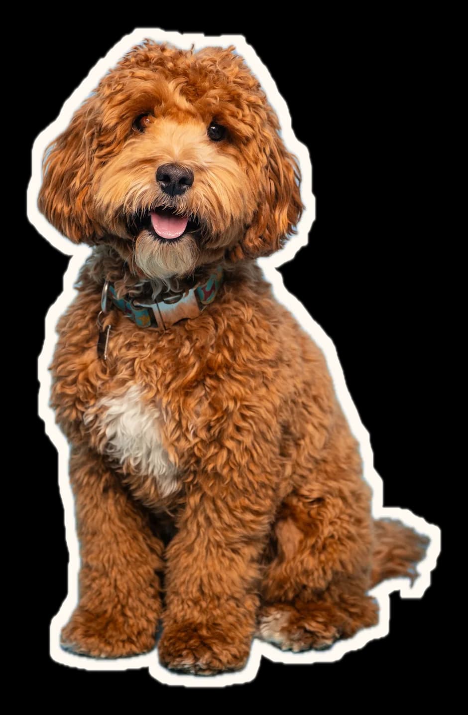 A freshly groomed, fluffy red cavapoo sitting up, tongue out, looking pleased with itself