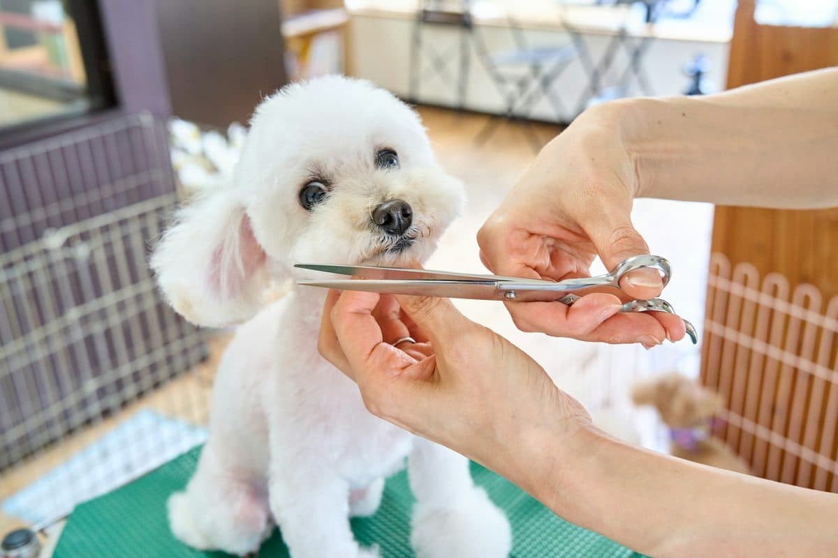 A groomer scissoring the face of a white fluffy dog