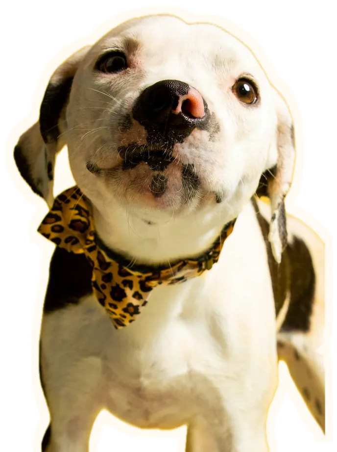 A white and brown dog in a leopard-print bow tie