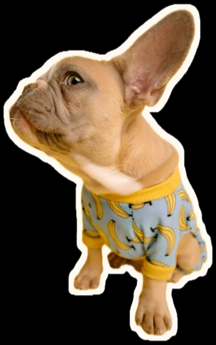 A French bulldog in banana-print pyjamas tilting its head