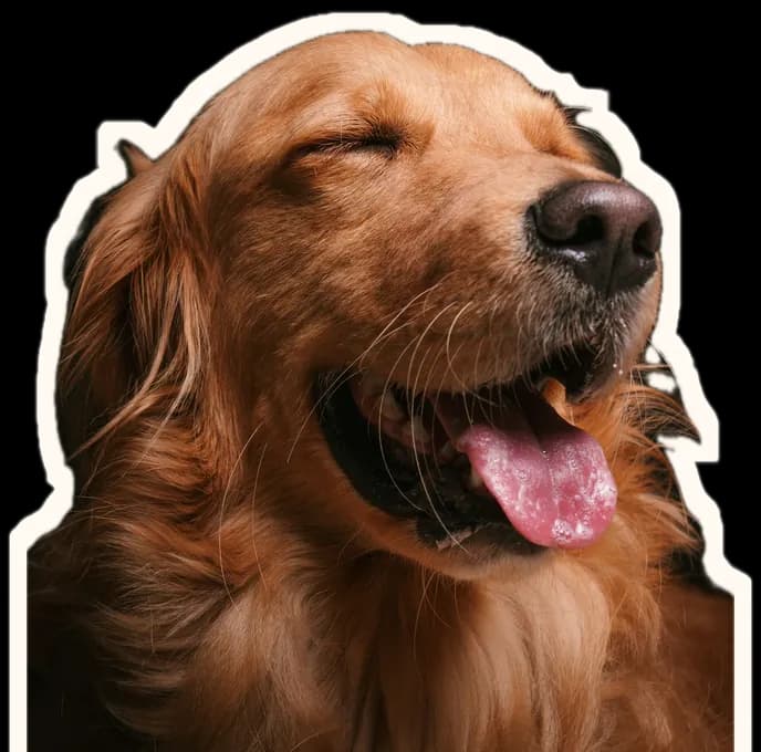 A golden retriever with its eyes shut and tongue out, clearly enjoying itself