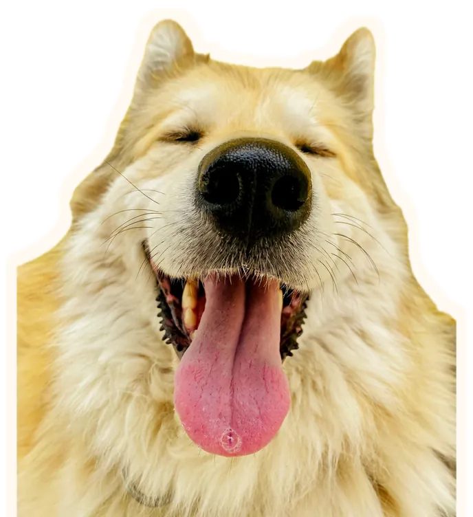 A fluffy cream dog grinning with its tongue out