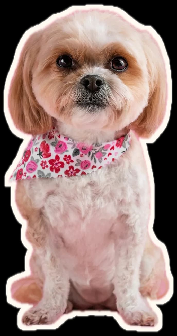 A small shih tzu in a pink floral bandana