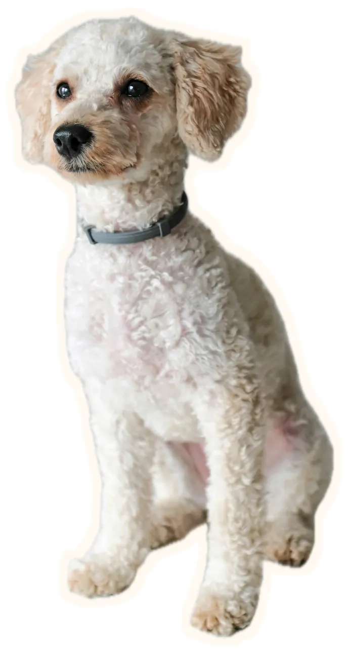 A white toy poodle with a neat lamb trim, sitting