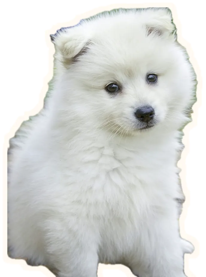 A fluffy white puppy sitting and looking slightly puzzled