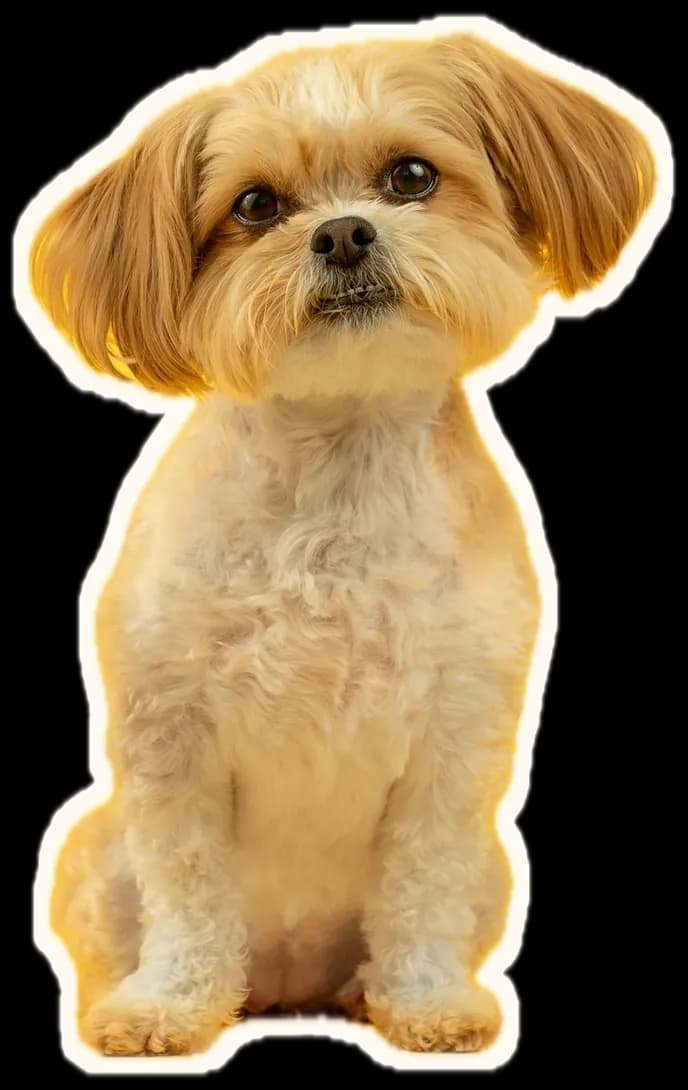 A small shih tzu with a fresh teddy trim, sitting neatly