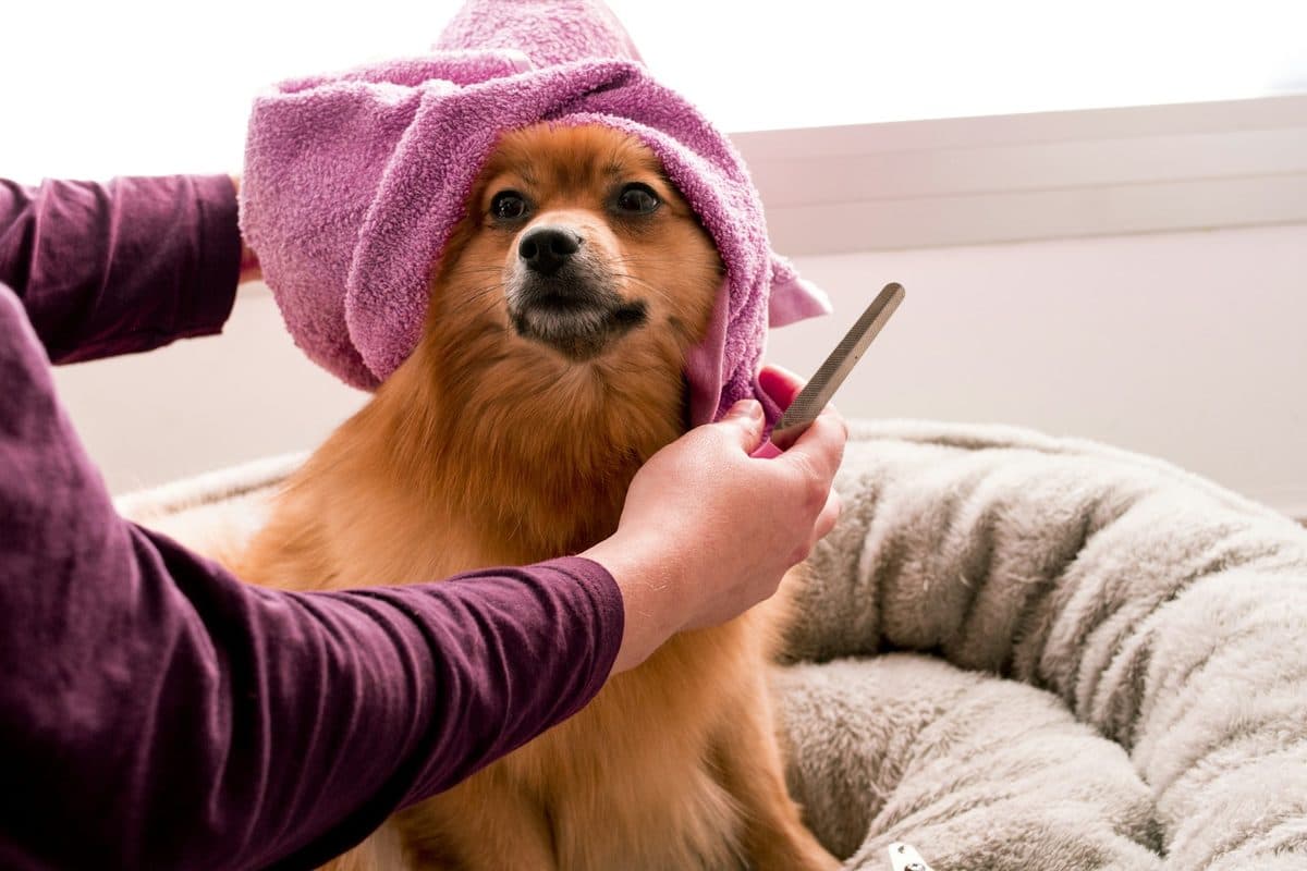 A small dog wrapped in a pink towel turban being brushed