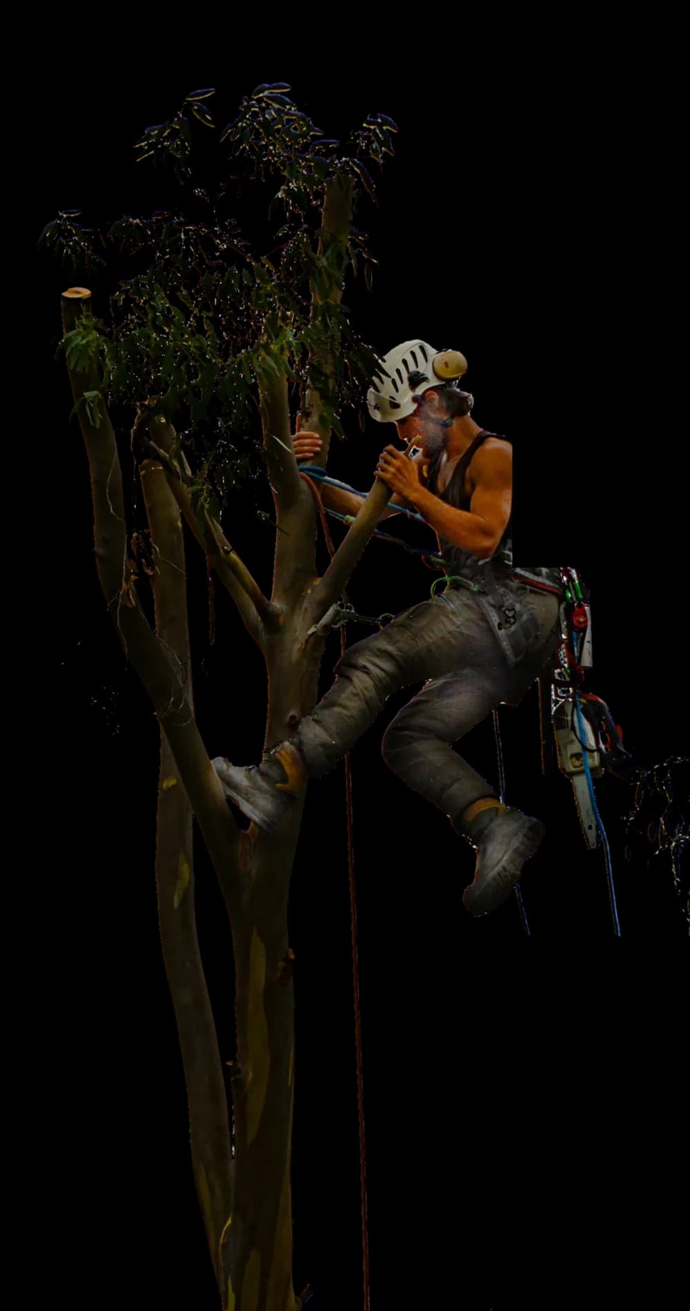 An Oakline climber roped in at the top of a reduced eucalyptus, chainsaw clipped to his harness
