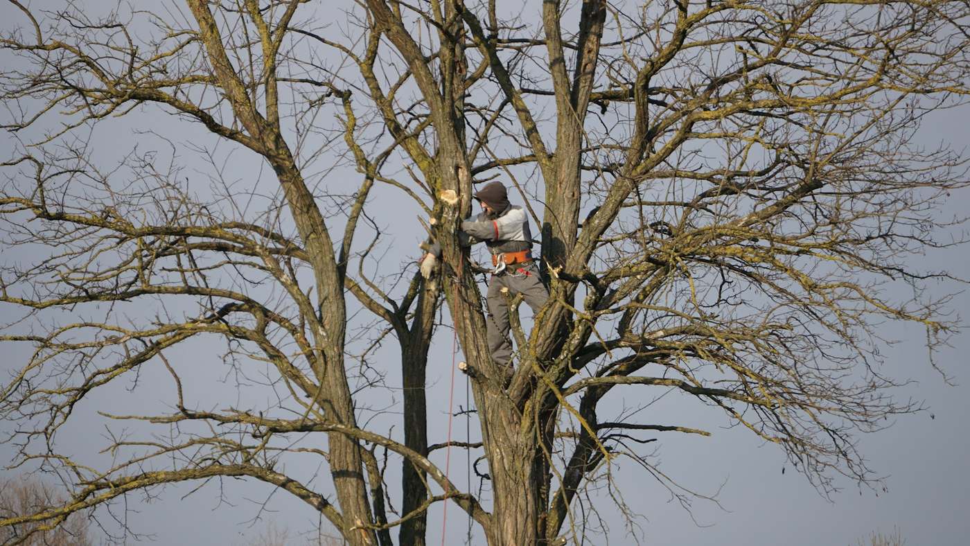 A climber working in the bare winter crown of a large tree