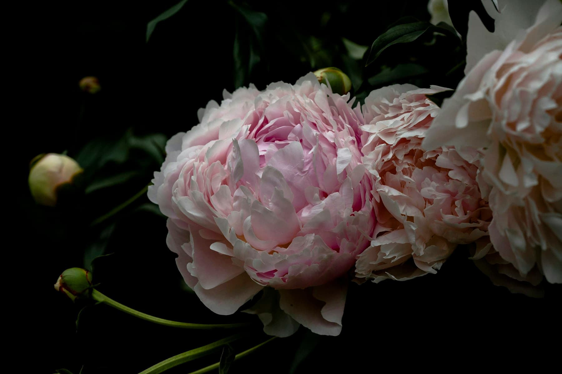 A full, pale pink peony opening beside cream blooms against a dark background