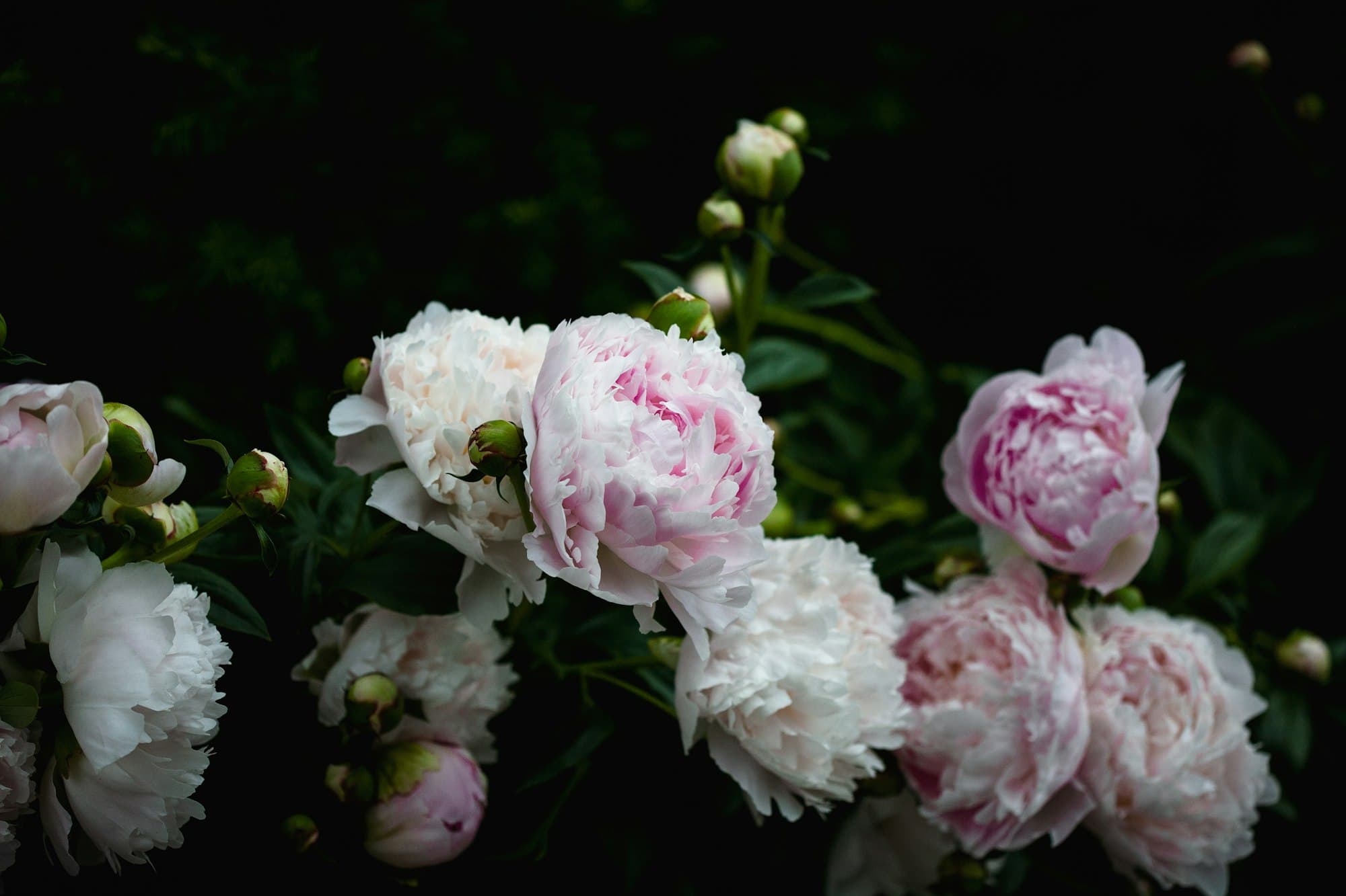 Pale pink and white peonies with round buds, lit softly against a dark garden