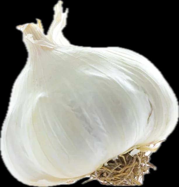 A bulb of garlic