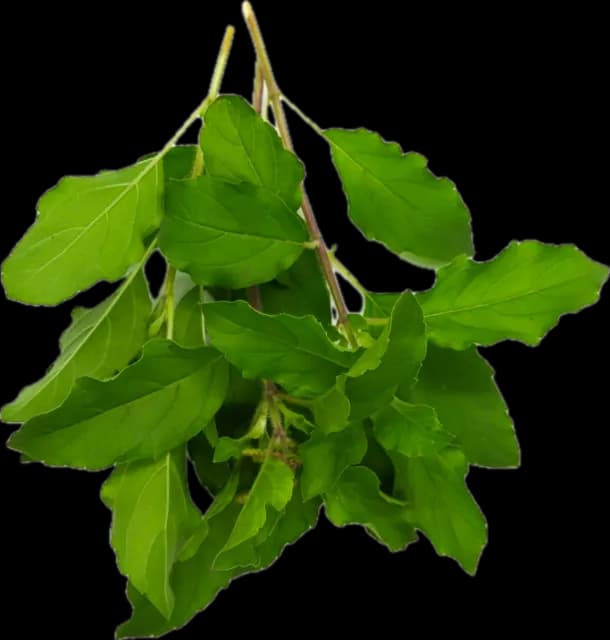 A sprig of basil