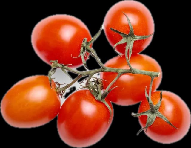 Cherry tomatoes on the vine