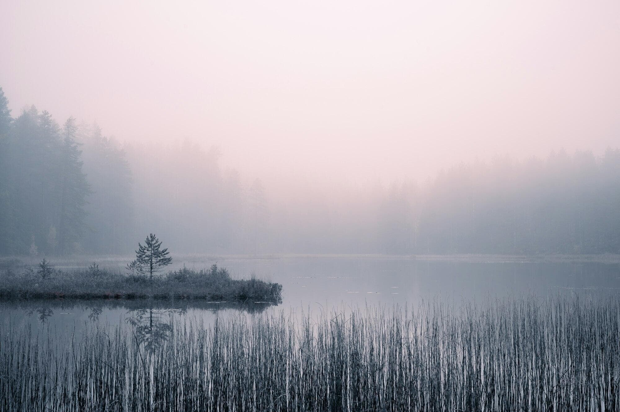 A still lake at dawn, wrapped in pink mist, with reeds in the foreground and a small island of pines