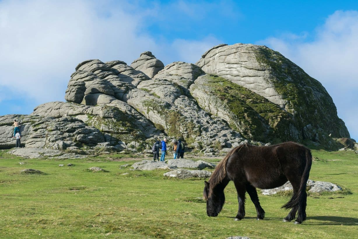 A dark Dartmoor pony grazing below a great granite tor, walkers at the foot of the rocks